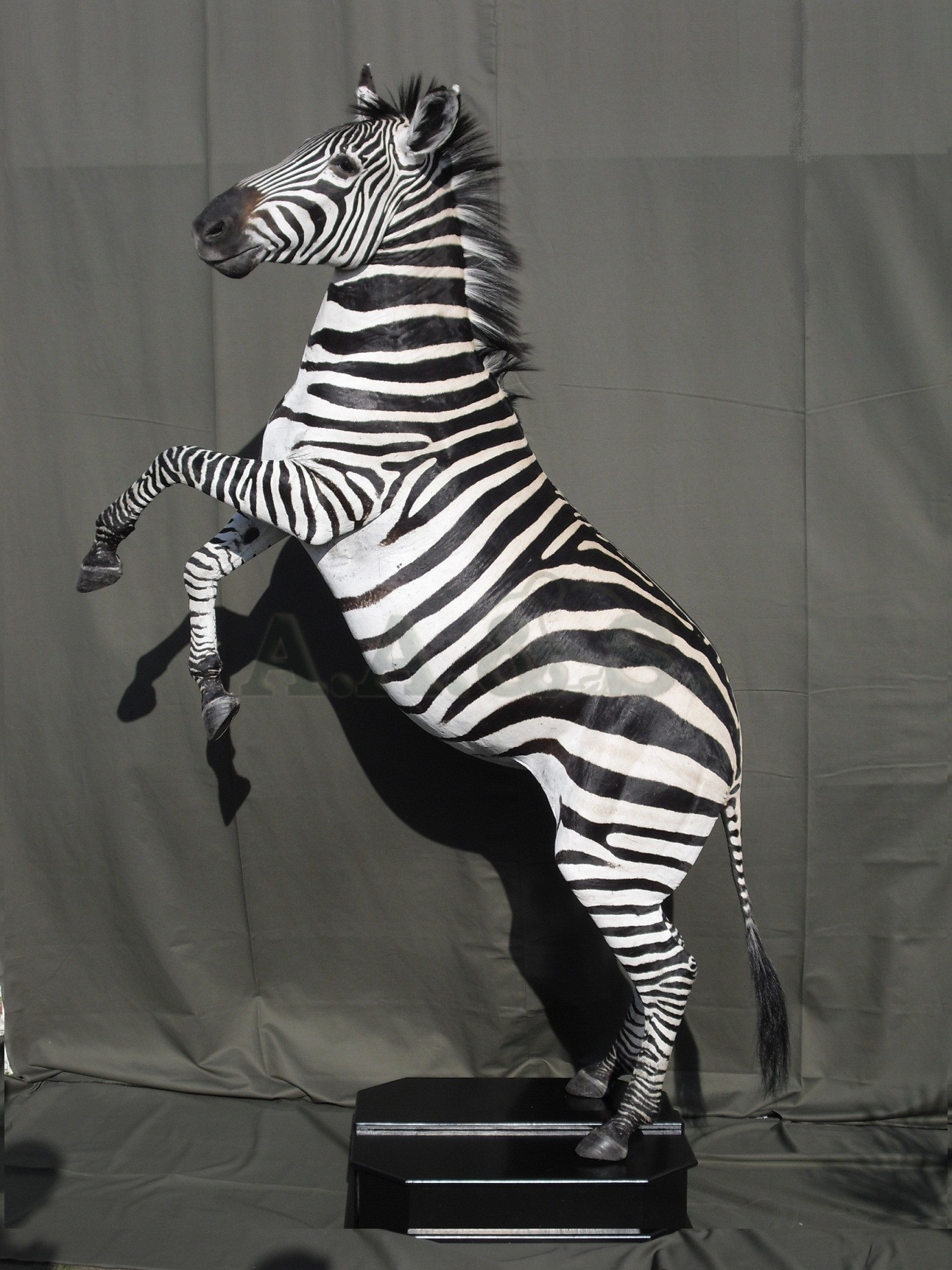 zebra-ovaal1